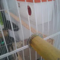 طوطی برزیلی