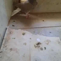 دم سفیدمغلف