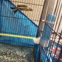 قناری ماده تن نخورده