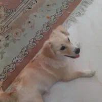 پت خانگی اشپیتز