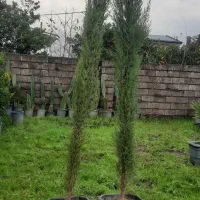 درخت سرو شیراز