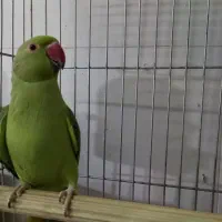 عروس هلندی، طوطی ملنگو، طوطی برزیلی، مرغ عشق، فنچ