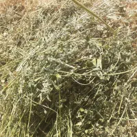 یونجه