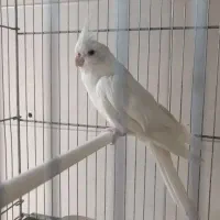 عروس هلندی بالغ آلبینو و لوتینو جفت ماده کار|پرنده|قم, دروازه ری|دیوار