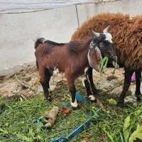 بزغاله نر|حیوانات مزرعه|گرگان, |دیوار