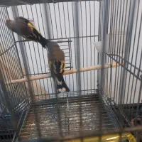 سهره‌نر‌|پرنده|سیرجان, |دیوار