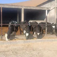 با سلام اجاره گاوداری شیری تازه ساخت|اجارهٔ خانه و ویلا|لاران, |دیوار