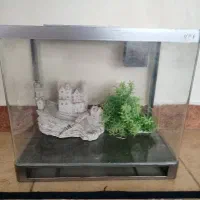 اکواریوم ماهی