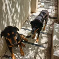 سگ دوبرمن اصیل  نر و ماده