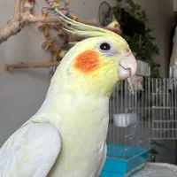 عروس هلندی گمشده -طوطی گمشده