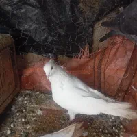 کبوتر|پرنده|خاو و میرآباد, |دیوار