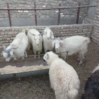 فروش کهره چوش بخته چاق چاق