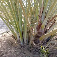 دمیت کبکاب پاجوش کبکاب