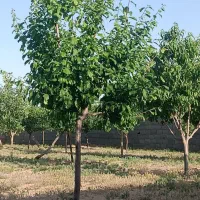 باغ-ویلا-زمین-ملکی-ششدانگ