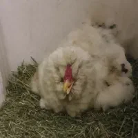 مرغ کرک گلین