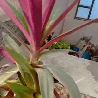 گل و گلدان|گل و گیاه طبیعی|اهواز, کوی صادقیه|دیوار