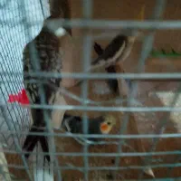 پرنده|پرنده|سنگان, |دیوار