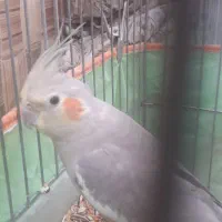 یک جفت عروس هلندی نر وماده|پرنده|سامان, |دیوار