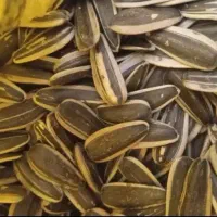 خریدار تخمه