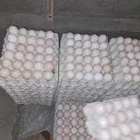 فروش تخم بوقلمون برنز نطفه دار|حیوانات مزرعه|کرج, گلشهر|دیوار