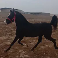 اسب کرد