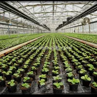 زمین امان آباد