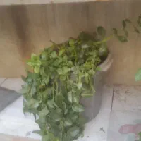 گل مصنوعی وطبیعی بایک میزتلیزیون