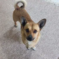 سگ باهوش و تربیت شده