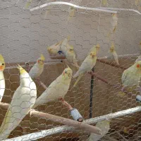 عروس هلندی و کوتوله|پرنده|کرمان, |دیوار