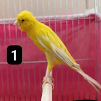 قناری بلند و قناری جفتی سهره|پرنده|اصفهان, شهرک میلاد|دیوار