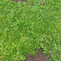 سبزی