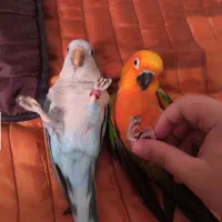 طوطی خورشیدی و راهب دستی|پرنده|رشت, گلسار|دیوار