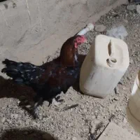 مرغ|حیوانات مزرعه|چنگ الماسی, |دیوار