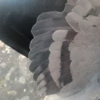 نر دمگیر خرقه|پرنده|شاهینشهر, گزبرخوار|دیوار