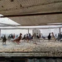 کبوتر|پرنده|شیراز, فضل‌آباد|دیوار