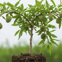 نهال بادام فرانیس مقاوم سرما تحویل سریع|خدمات باغبانی و درختکاری|سراب, |دیوار