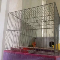 جفت کتوله دم تخم|پرنده|سیرجان, |دیوار