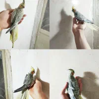 جوجه عروس هلندی دون خور|پرنده|خمین, |دیوار