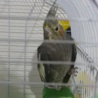 یک جفت عروس هلندی کار داده|پرنده|ارومیه, |دیوار