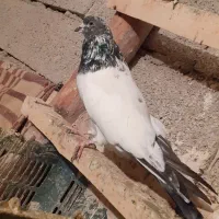 کبوتر کله دار|پرنده|همدان, |دیوار