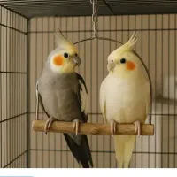 یک جفت عروس هلندی