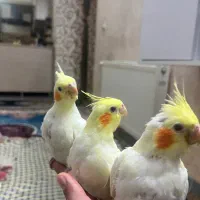 جوجه عروس هلندی ۳۰ روزه|پرنده|محمدیه-قزوین, |دیوار