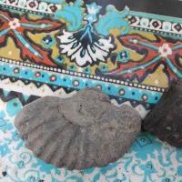 فروش سنگ فسیل|کلکسیون اشیاء عتیقه|گنبد کاووس, |دیوار