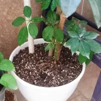 گل شفلرا