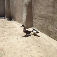 فروش اردک