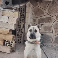 سگ سرابی|سگ|زنجان, |دیوار