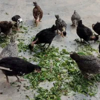 ۱۳ جوجه دو ماهه در آغاجاری