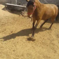 مادیان معاوضه با موتور وگوسفند|اسب و تجهیزات اسبسواری|اصفهان, مارچین|دیوار