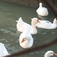 قو ، غاز ، مرغ ، تخم ، خوراک|حیوانات مزرعه|آبادان, |دیوار