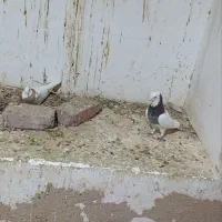 کبوتر